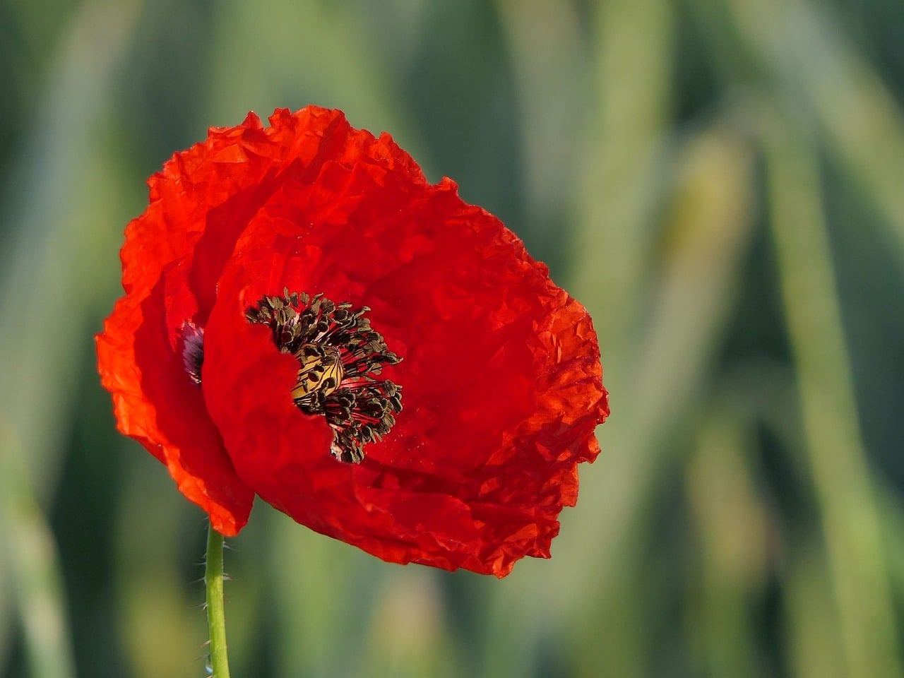 Coquelicot Et Pavot Comment Faire La Diff Rence