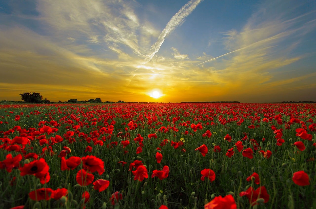 Coquelicot et pavot