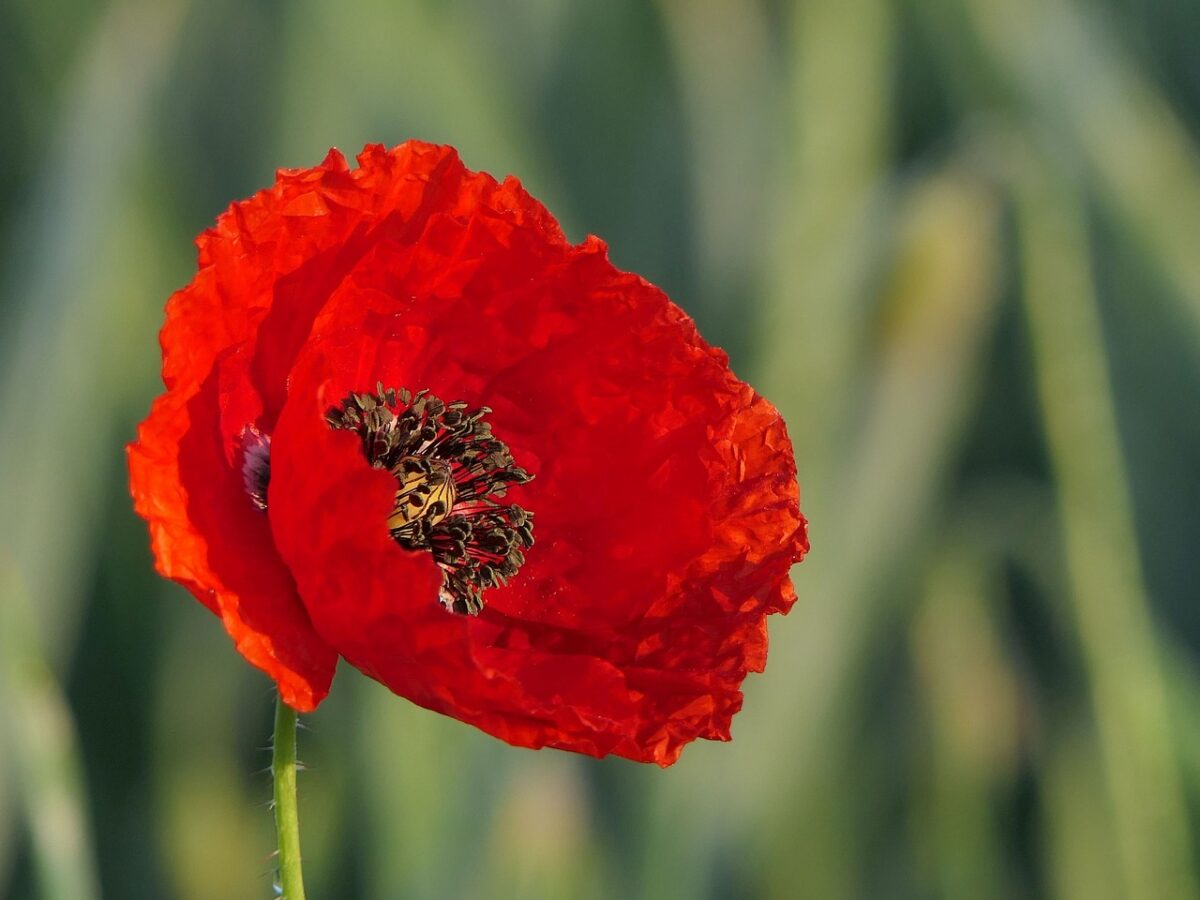 Coquelicot pavot